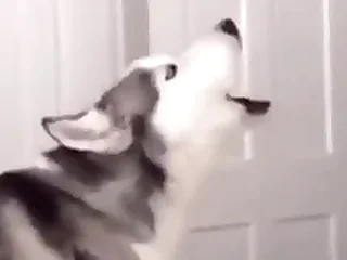 Furry Gay XXX 39